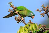 Blue-crowned Parakeetborder=