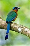 Trinidad Motmot