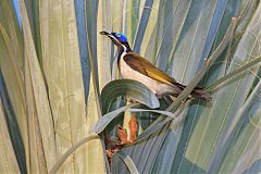 Blue-faced Honeyeater