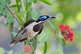 Blue-faced Honeyeaterborder=