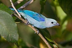 Blue-gray Tanager