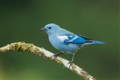 Blue-gray Tanager