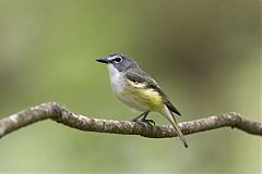 Blue-headed Vireo