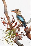 Blue-winged Kookaburraborder=