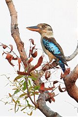 Blue-winged Kookaburra