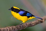 Blue-winged Mountain-Tanager