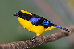 Blue-winged Mountain Tanager