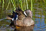 Blue-winged Teal