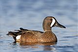 Blue-winged Teal