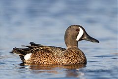 Blue-winged Teal