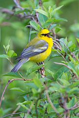 Blue-winged Warbler