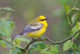 Blue-winged Warbler