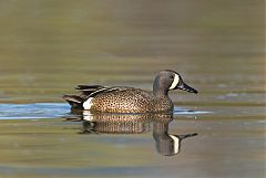 Blue-winged Teal