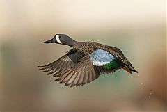 Blue-winged Teal