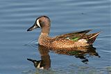 Blue-winged Tealborder=