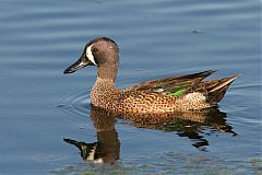 Blue-winged Teal