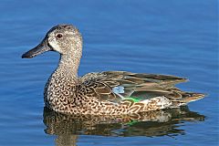 Blue-winged Teal