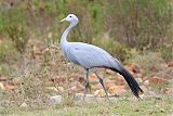 Blue Crane