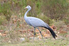 Blue Crane