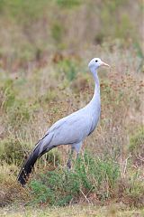 Blue Crane