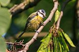 Eurasian Blue Tit