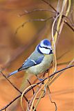 Eurasian Blue Tit