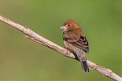 Blue Grosbeak