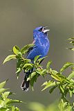 Blue Grosbeakborder=