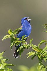 Blue Grosbeak