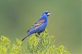 Blue Grosbeakborder=