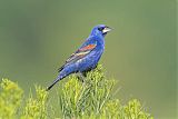 Blue Grosbeakborder=