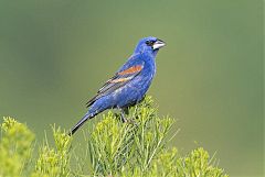 Blue Grosbeak