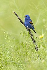Blue Grosbeak