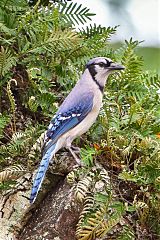 Blue Jay