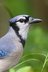 Blue Jay