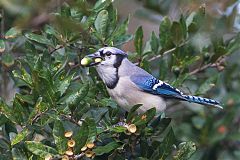 Blue Jay