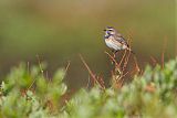 Bluethroat