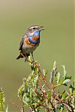 Bluethroat