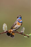 Bluethroatborder=