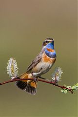 Bluethroat