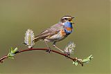 Bluethroat