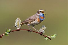 Bluethroat