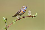 Bluethroat