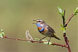 Bluethroat