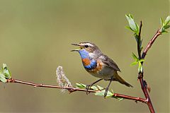 Bluethroat