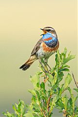 Bluethroat