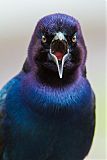 Boat-tailed Grackleborder=