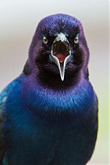 Boat-tailed Grackle