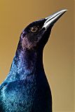 Boat-tailed Grackleborder=