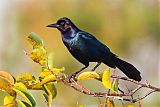 Boat-tailed Grackle